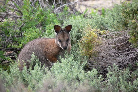 Pink Lake + Abrolhos Islands Nature Tour - Kalgoorlie Accommodation 1