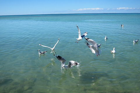 Pink Lake + Abrolhos Islands Nature Tour - Kalgoorlie Accommodation 5