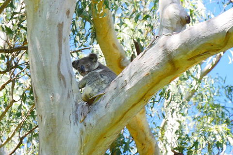 Best Of Moreton Bay Cruise - Kalgoorlie Accommodation 2