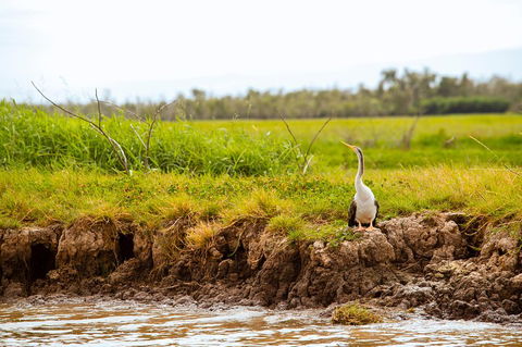 Darwin City Sights And Jumping Crocodile Cruise - Kalgoorlie Accommodation 2