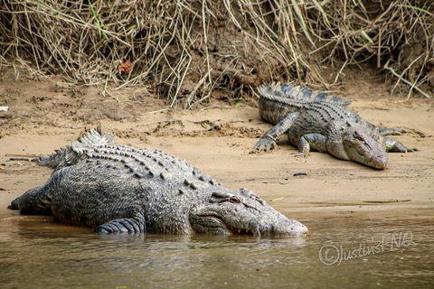 Daintree And Cape Tribulation Full Day Guided Tour - Kalgoorlie Accommodation 3