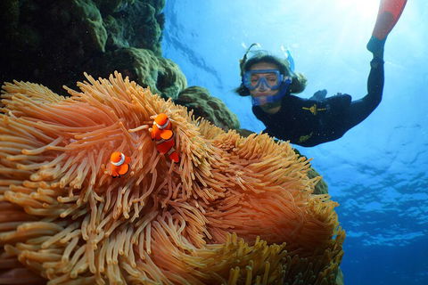 Silversonic Outer Great Barrier Reef Dive And Snorkel Cruise From Port Douglas - Kalgoorlie Accommodation 3