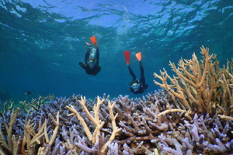Silversonic Outer Great Barrier Reef Dive And Snorkel Cruise From Port Douglas - Kalgoorlie Accommodation 4