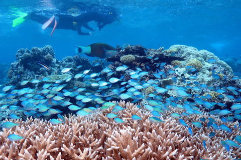 Silversonic Outer Great Barrier Reef Dive And Snorkel Cruise From Port Douglas - Kalgoorlie Accommodation 5
