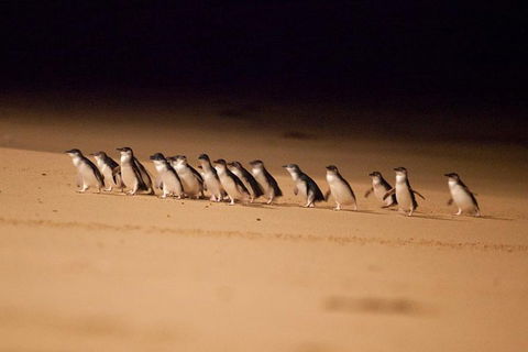 The Ultimate Melbourne Attractions Pass - Kalgoorlie Accommodation 5