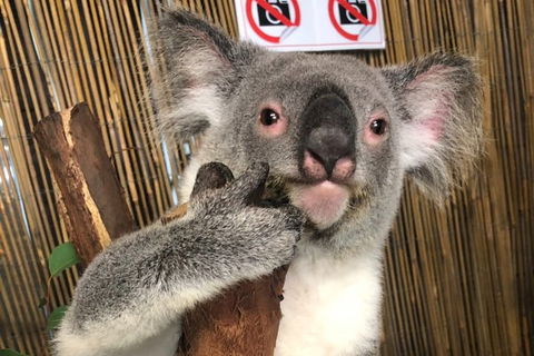Kuranda Tour Deluxe Course With Kuranda 3 Zoos Or Free Course - Kalgoorlie Accommodation 0