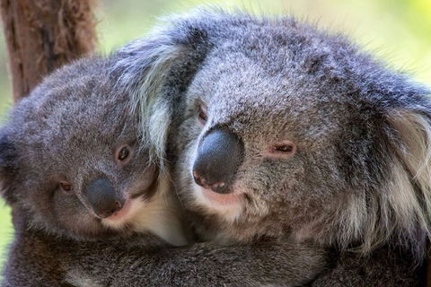 Half-Day Or Full-Day Tour With Private Guide From Melbourne - Kalgoorlie Accommodation 1