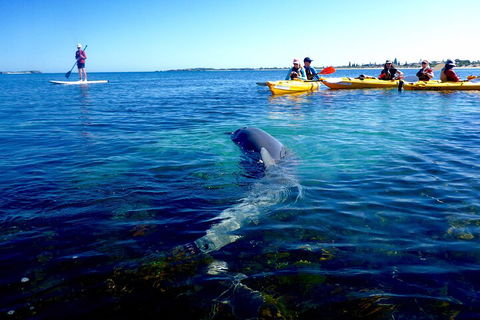 Penguin And Seal Islands Sea Kayaking Experience - Kalgoorlie Accommodation 0