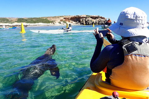 Penguin And Seal Islands Sea Kayaking Experience - Kalgoorlie Accommodation 2