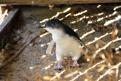 Penguin And Seal Islands Sea Kayaking Experience - Kalgoorlie Accommodation 3