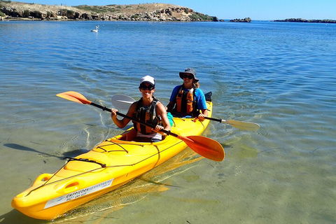 Penguin And Seal Islands Sea Kayaking Experience - Kalgoorlie Accommodation 5