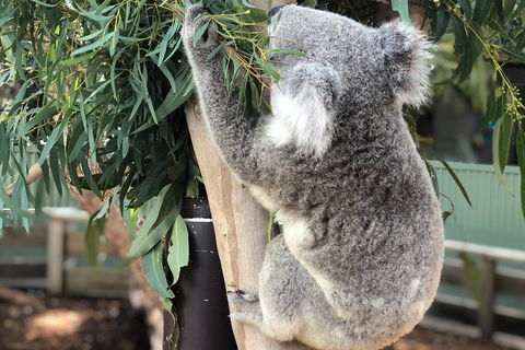 Private Blue Mountains And Wildlife Park Tour From Sydney With Barbecue Lunch - Kalgoorlie Accommodation 0