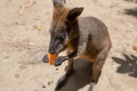 Chillagoe Caves And Outback Day Trip From Cairns - Kalgoorlie Accommodation 5
