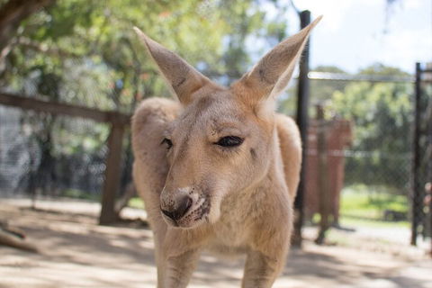 Currumbin Wildlife Sanctuary General Entry Ticket - Kalgoorlie Accommodation 2