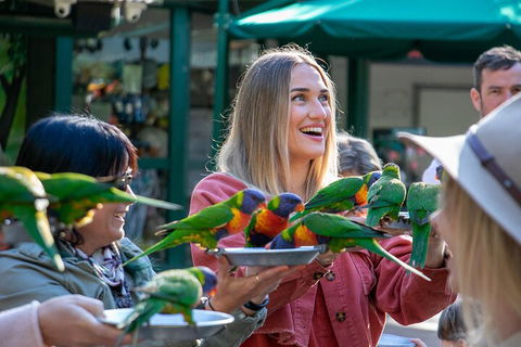 Currumbin Wildlife Sanctuary General Entry Ticket - Kalgoorlie Accommodation 3