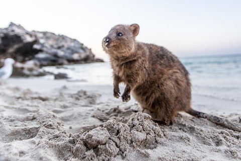 Fremantle To Rottnest Island Roundtrip Ferry Ticket - Kalgoorlie Accommodation 1