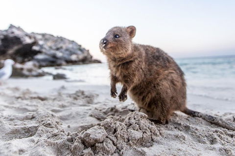 Rottnest Island All-Inclusive Grand Island Tour From Fremantle - Kalgoorlie Accommodation 2