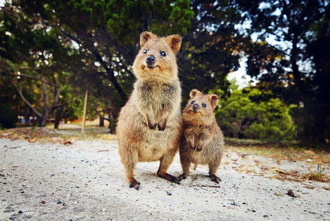 Rottnest Island All-Inclusive Grand Island Tour From Fremantle - Kalgoorlie Accommodation 5