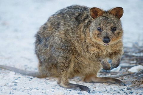 Rottnest Island Bayseeker Day Trip From Perth - Kalgoorlie Accommodation 2