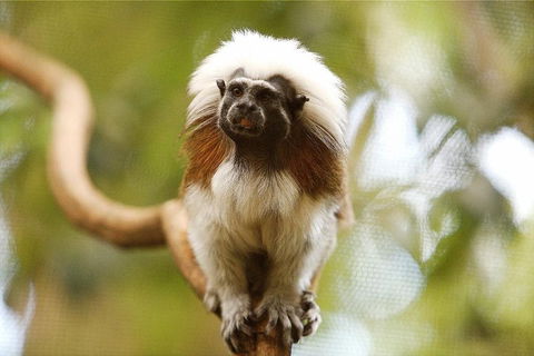 Breakfast With The Koalas At Hartley's Crocodile Park From Cairns Or Palm Cove - Kalgoorlie Accommodation 3