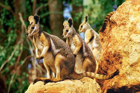 Sydney Harbour Hop On Hop Off Cruise With Taronga Zoo Entry - Kalgoorlie Accommodation 4