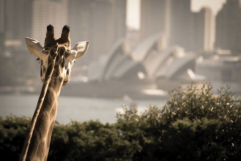 Sydney Harbour Hop On Hop Off Cruise With Taronga Zoo Entry - Kalgoorlie Accommodation 5