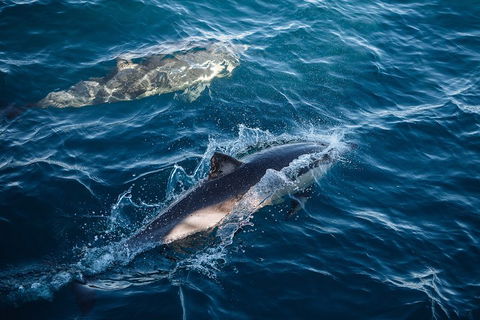 Sydney Whale-Watching Cruise - Kalgoorlie Accommodation 0