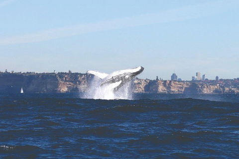 Sydney Whale-Watching Cruise - Kalgoorlie Accommodation 3