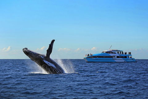 Sydney Whale-Watching Cruise - Kalgoorlie Accommodation 5