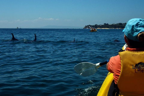Mornington Peninsula Kayak Coastline Tour Of Dolphin Sanctuary - Kalgoorlie Accommodation 0