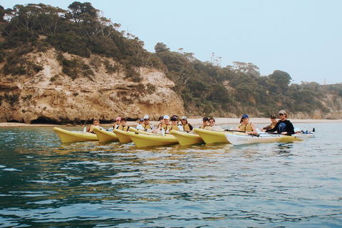Mornington Peninsula Kayak Coastline Tour Of Dolphin Sanctuary - Kalgoorlie Accommodation 4