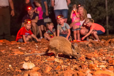 Alice Springs Desert Park Nocturnal Tour - Kalgoorlie Accommodation 1