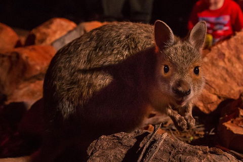 Alice Springs Desert Park Nocturnal Tour - Kalgoorlie Accommodation 3