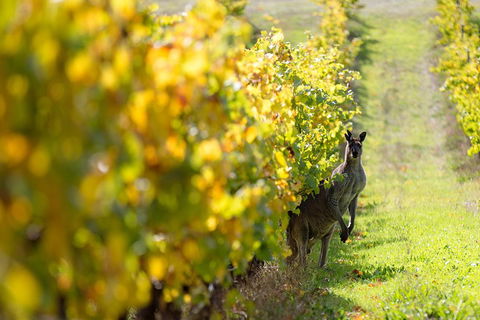 Margaret River 3 Day Escape - Kalgoorlie Accommodation 4