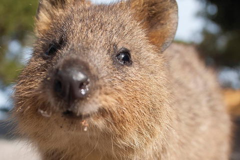 Seaplane Flights Perth To Rottnest Island And Return - Kalgoorlie Accommodation 2