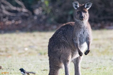 Kangaroo Island Luxury Small Group 'Island Life' Full Day Tour - Kalgoorlie Accommodation 2