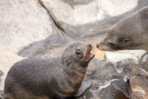 Kangaroo Island Luxury Small Group 'Flinders Chase Focus' Full Day Tour - Kalgoorlie Accommodation 2