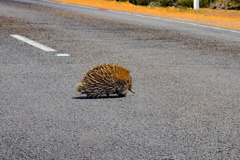 Kangaroo Island Luxury Small Group 'Flinders Chase Focus' Full Day Tour - Kalgoorlie Accommodation 3