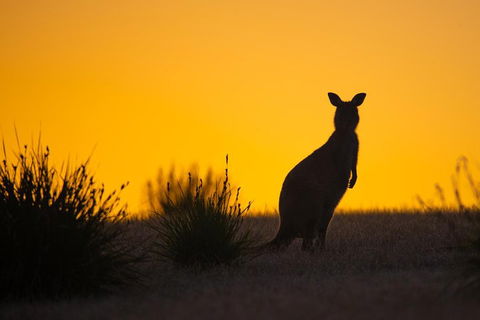 Kangaroo Island Luxury Small Group 'Flinders Chase Focus' Full Day Tour - Kalgoorlie Accommodation 5