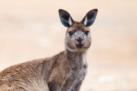 Kangaroo Island Luxury Small Group 'East End Explorer' Full Day Tour - Kalgoorlie Accommodation 1