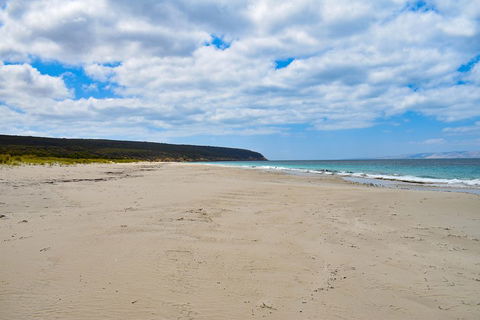 Kangaroo Island Luxury Small Group 'East End Explorer' Full Day Tour - Kalgoorlie Accommodation 3