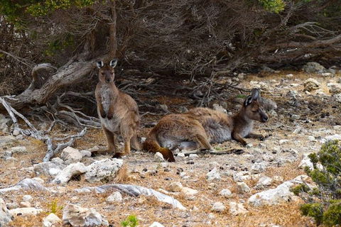 Kangaroo Island Luxury Small Group 'East End Explorer' Full Day Tour - Kalgoorlie Accommodation 4