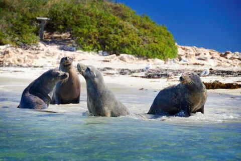 Dolphin, Penguin And Sea Lion Cruise - Kalgoorlie Accommodation 0