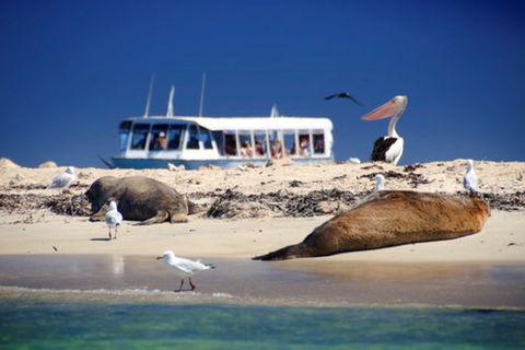 Dolphin, Penguin And Sea Lion Cruise - Kalgoorlie Accommodation 1