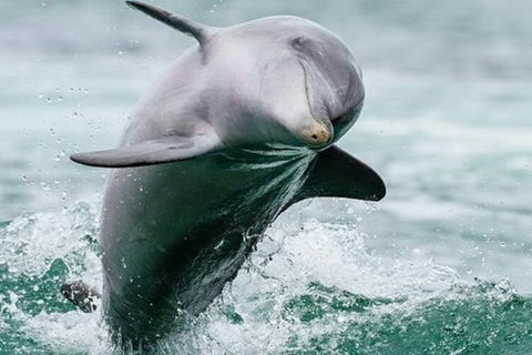 Dolphin, Penguin And Sea Lion Cruise - Kalgoorlie Accommodation 2