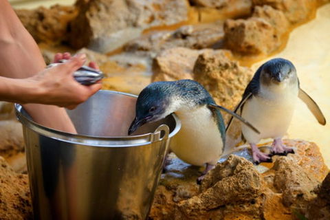 Dolphin, Penguin And Sea Lion Cruise - Kalgoorlie Accommodation 3