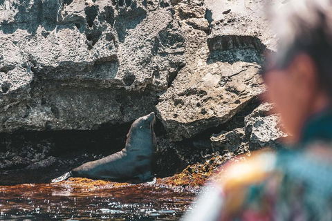 Adventure Rottnest Tour With Ferry & Adventure Cruise From Perth Or Fremantle - Kalgoorlie Accommodation 1