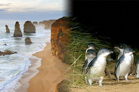Melbourne Super Saver: Great Ocean Road + Phillip Island + Attraction Pass - Kalgoorlie Accommodation 0