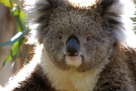 Melbourne Super Saver: Great Ocean Road + Phillip Island + Attraction Pass - Kalgoorlie Accommodation 3