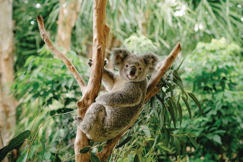 Full-Day Small-Group History And Heritage Tour Of Brisbane City - Kalgoorlie Accommodation 2